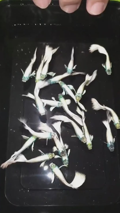 Platinum White Dumbo Guppy