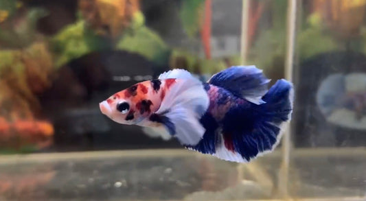 Multicolor Super Dumbo Ear HMPK Male - BHB25305