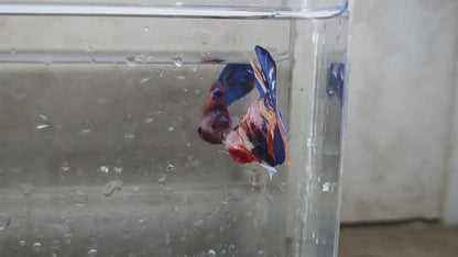 Multicolor Galaxy HMPK Male - BHB24209