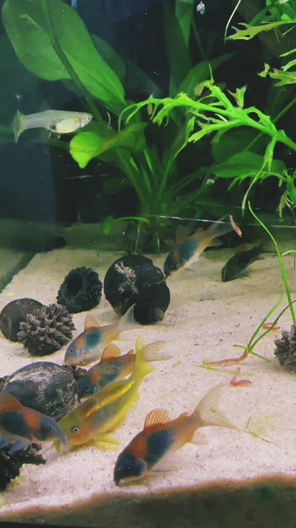 Venezuela Corydoras 3-4cm