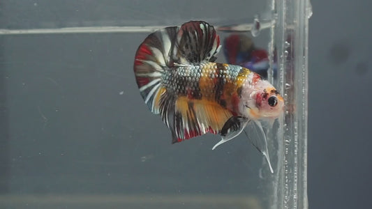 Metallic Multicolor HMPK Male - BHB25007