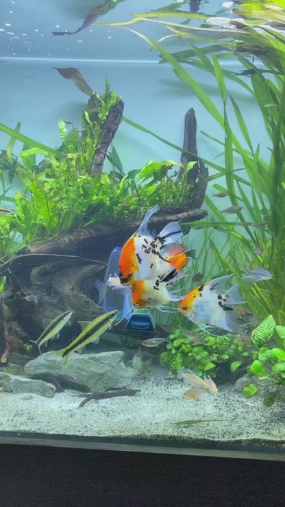 koi AngelFish 5cm
