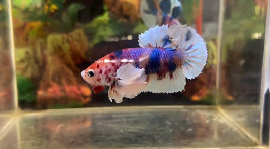 Multicolor Super Dumbo Ear HMPK Male - BHB25307