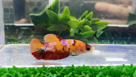 Multicolor HMPK Female - BH25917F