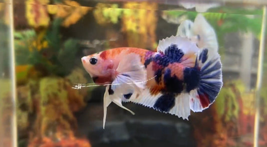 Multicolor Super Dumbo Ear HMPK Male - BHB25303