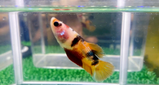 Multicolor HMPK Female - BH25914F