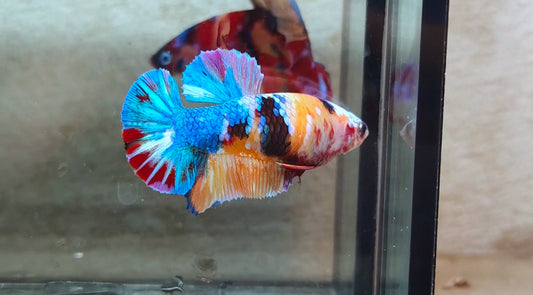 Multicolor HMPK (Junior Giant) Female - BIF40222f
