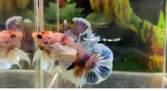 Multicolor Super Dumbo Ear HMPK Male - BHB25301