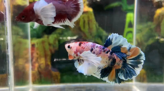 Multicolor Super Dumbo Ear HMPK Male - BHB25302