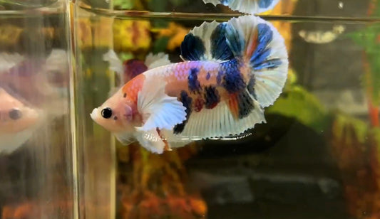 Multicolor Super Dumbo Ear HMPK Male - BHB25306b