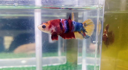 Multicolor HMPK Female - BH25912F