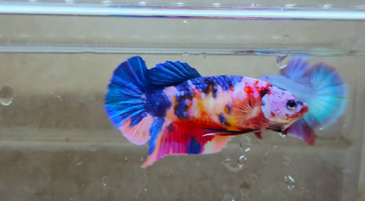 Giant Multicolor HMPK Female BGB40102f