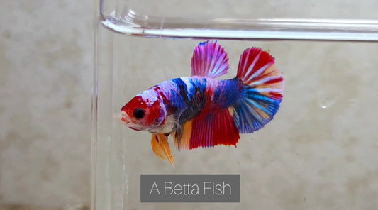 Multicolor HMPK Female - BIF20206f