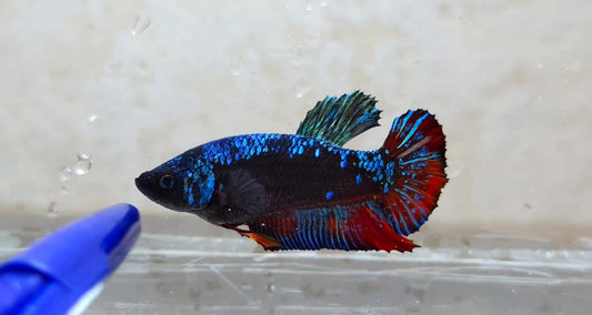 Avatar HMPK Female - BH21118f