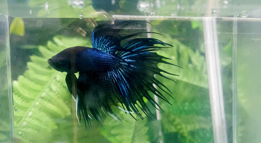 Black Orchid Crown Tail  Male - BCT65909