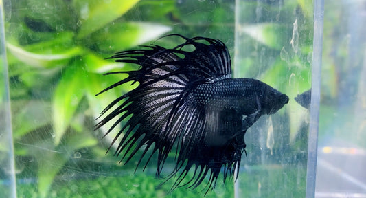 Black Orchid Crown Tail  Male - BCT65908