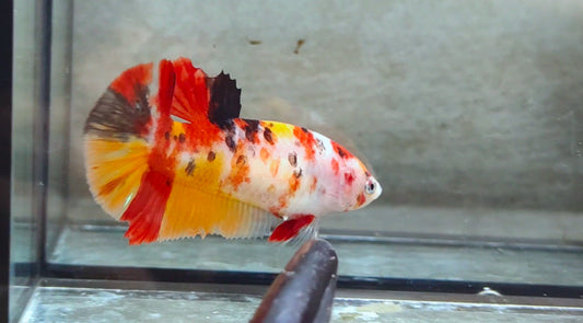 Giant Multicolor HMPK Female BIF40213f