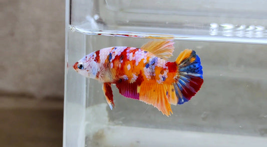 Multicolor HMPK Female - BH2116f