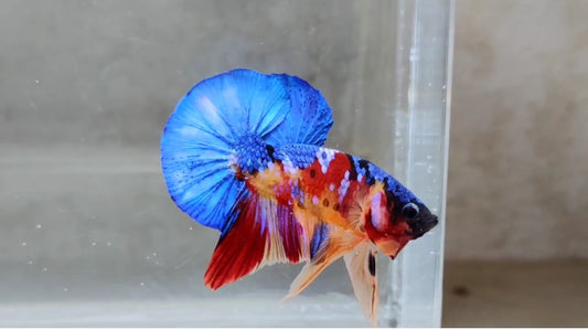 Multicolor HMPK Male - BH21101