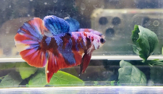 Multicolor HMPK Male - BH26902