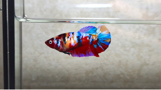 Multicolor HMPK (Junior Giant)  Female - BIF20202f