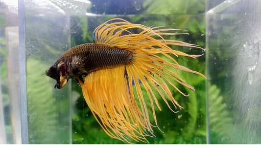 Crown Tail Male - BCT69905