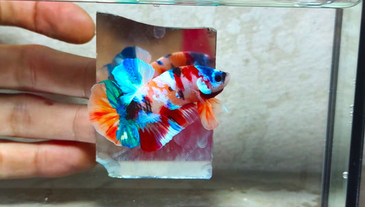 Multicolor HMPK (Male) -BIF20206