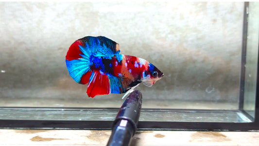 Multicolor HMPK (Male) -BIF20201