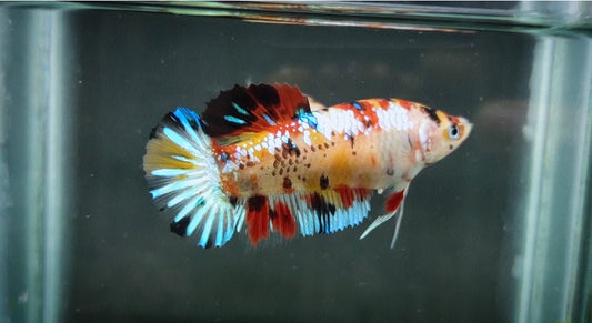 Giant Multicolor HMPK Female BGB45207