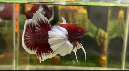 Lavender Super Dumbo Ear HMPK Male - BHB25308