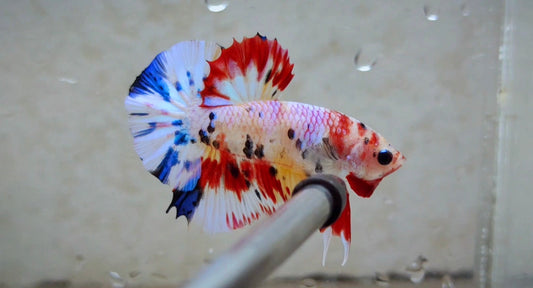 Multicolor Candy HMPK Male - BH262001