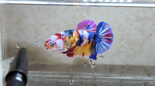 Multicolor HMPK Female - BH21128f