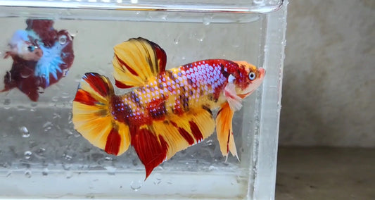 Giant Multicolor HMPK Male (big) - BGB41111