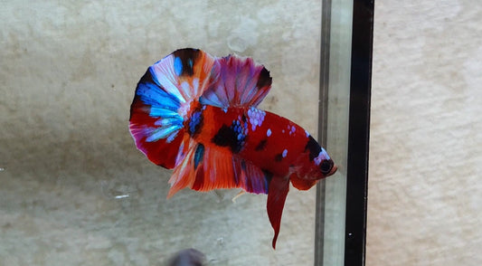 Multicolor HMPK (Male) -BIF20219