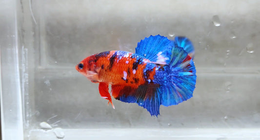 Giant Multicolor Nemo Galaxy HMPK Female BGB41102F