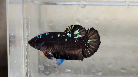 Avatar HMPK Female - BH21121f