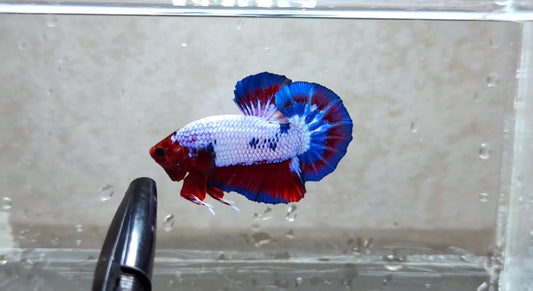 Fancy Hellboy HMPK Male -BH21115
