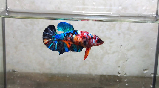 Multicolor HMPK Female - BIF20204f