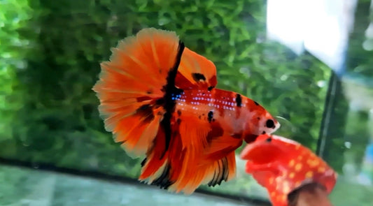 Halfmoon Male - BHS50209