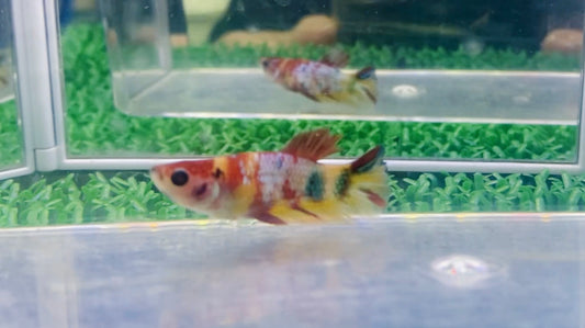 Multicolor HMPK Female - BH25913F