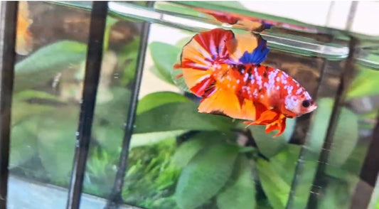Multicolor HMPK Male - BH59007