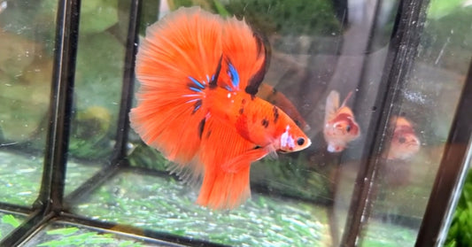 Halfmoon Male - BHS50215