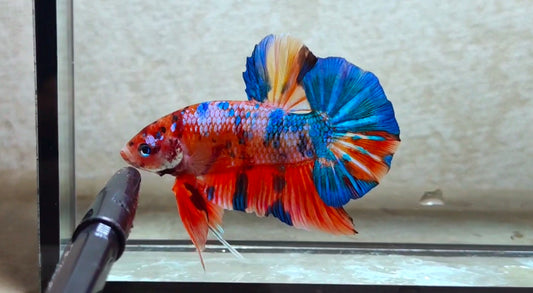 Giant Multicolor HMPK Male - BIF40226
