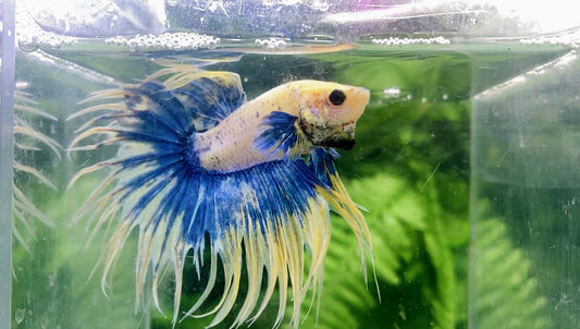 Crown Tail  Male - BCT69904