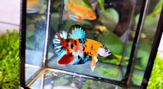Multicolor HMPK Male - BH59009