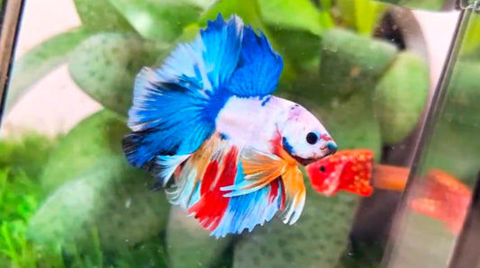 Halfmoon Male - BHS50202