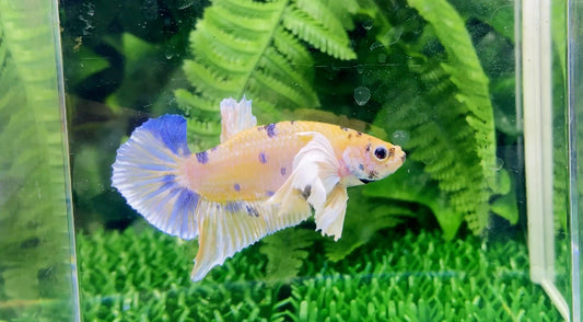 Yellow Fancy Super Dumbo Ear HMPK Male - BH26915