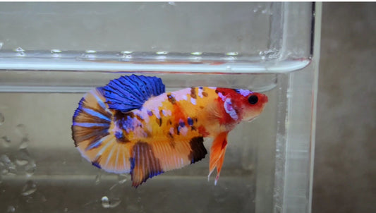 Giant Multicolor HMPK Female BGB40104f