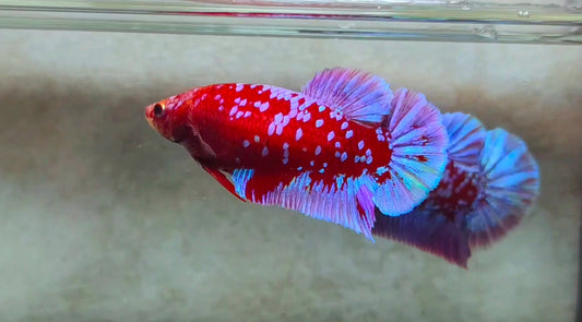 Purple Galaxy HMPK (Junior Giant) Female - BIF40223f