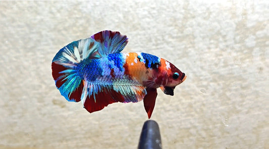Multicolor HMPK (Male) -BIF20204